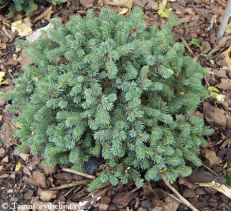 Picea abies 'Echiniformis'